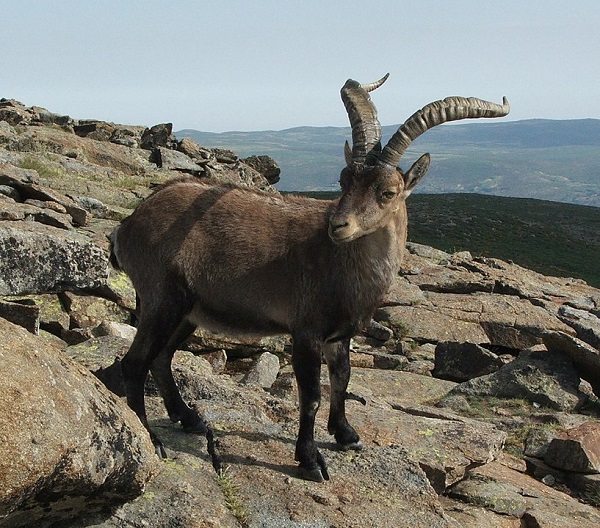 Sierra de Gredos. Subespecie de cabra autóctona